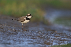 <p>KULÍK ŘÍČNÍ (Charadrius dubius) jižní Morava ---- /Little ringed plover - Flussregenpfeifer/</p>